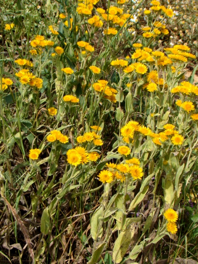 Изображение особи Inula auriculata.