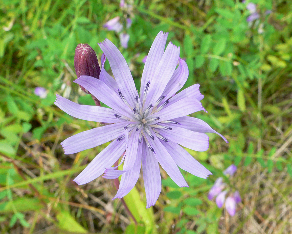 Image of Lactuca sibirica specimen.