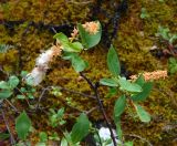 Salix hastata. Верхушка плодоносящего растения. Якутия, Оймяконский р-н, горная система Черского, хр. Улахан-Чистай, высокогорный массив Буордах, верховья р. Джапкапчан, лиственичный лес. 23.07.2012.