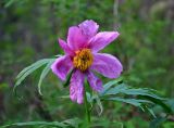 Paeonia anomala. Верхушка побега с цветком. Алтай, Катунский хребет, берег оз. Верхнее Мультинское, ≈ 1800 м н.у.м., опушка хвойного леса. 01.07.2018.