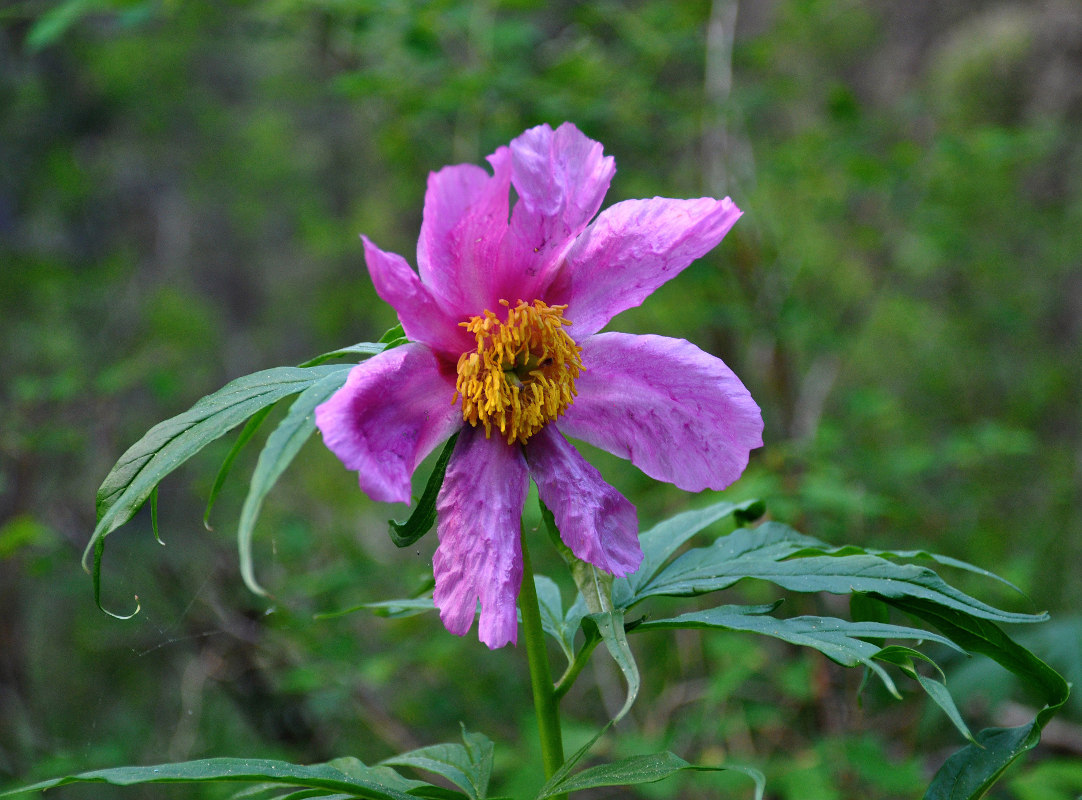 Image of Paeonia anomala specimen.