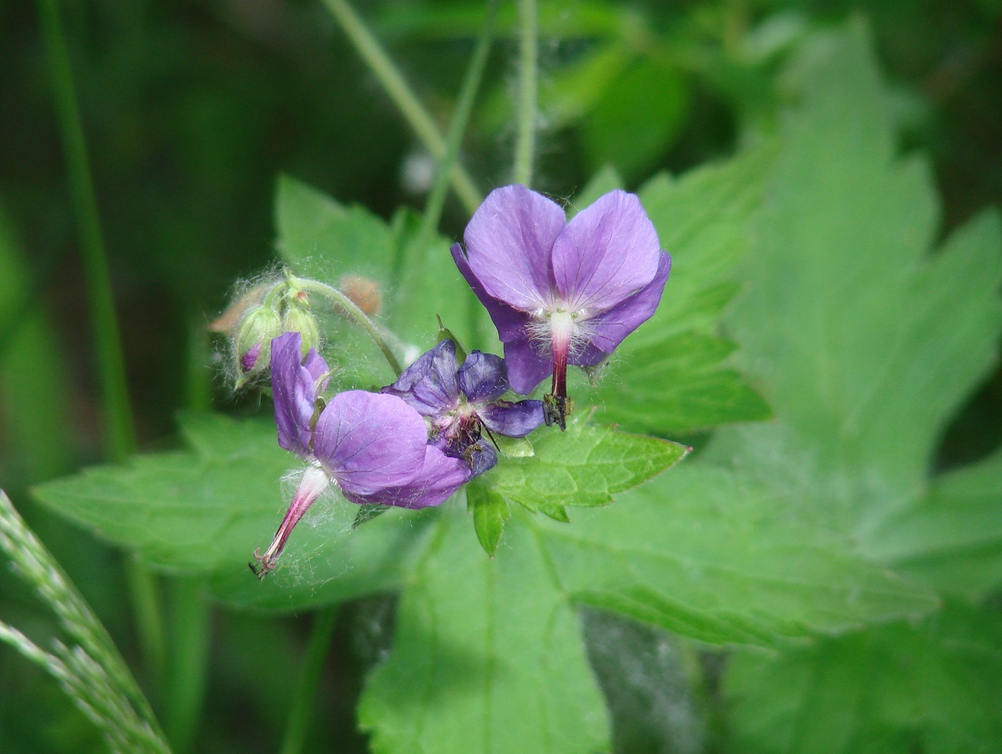 Image of Geranium platyanthum specimen.