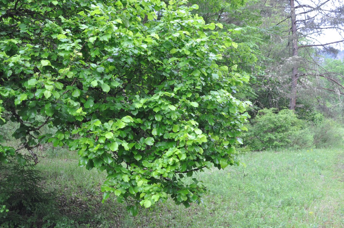 Изображение особи род Corylus.