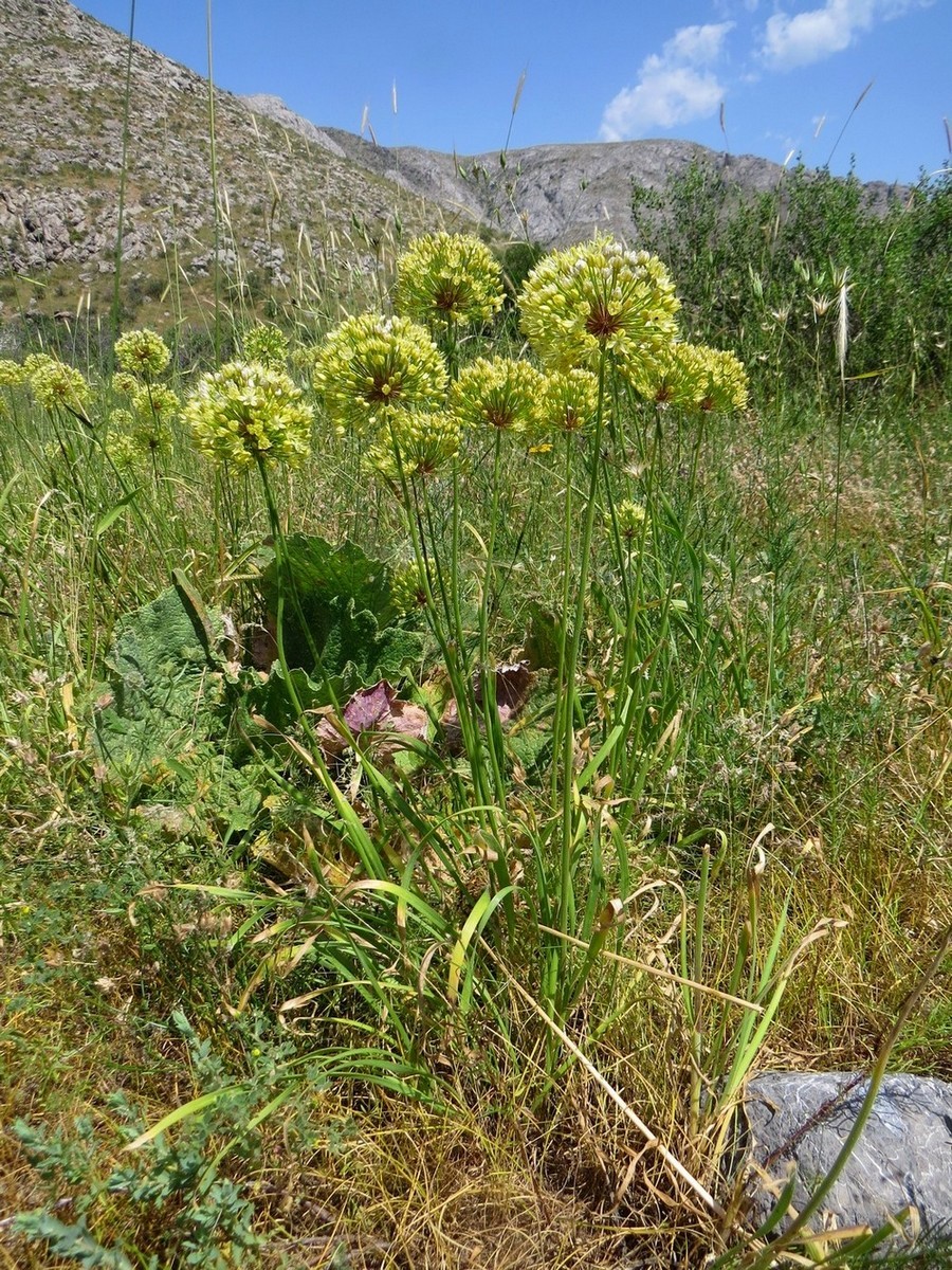 Image of Allium eriocoleum specimen.