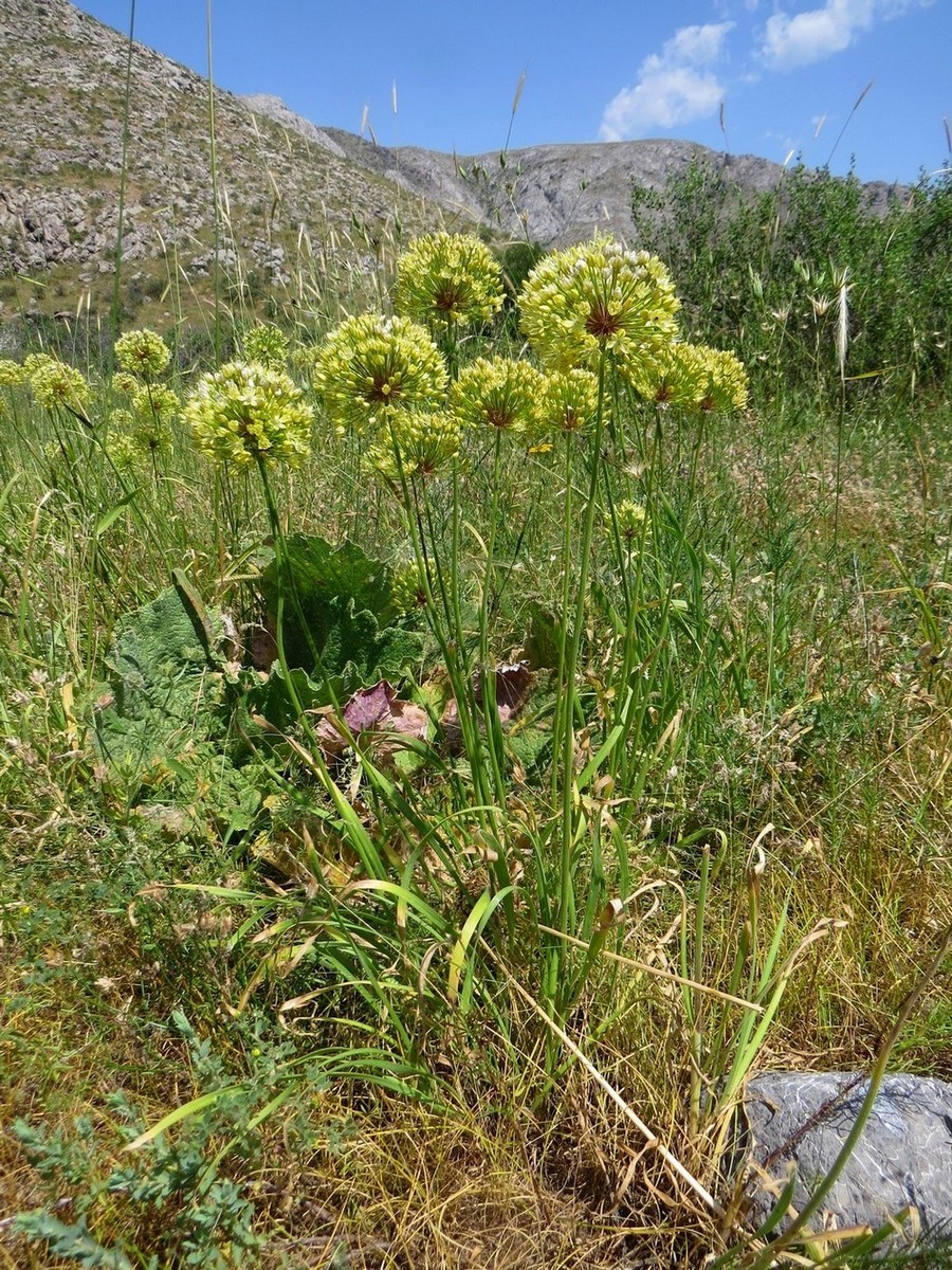 Изображение особи Allium eriocoleum.