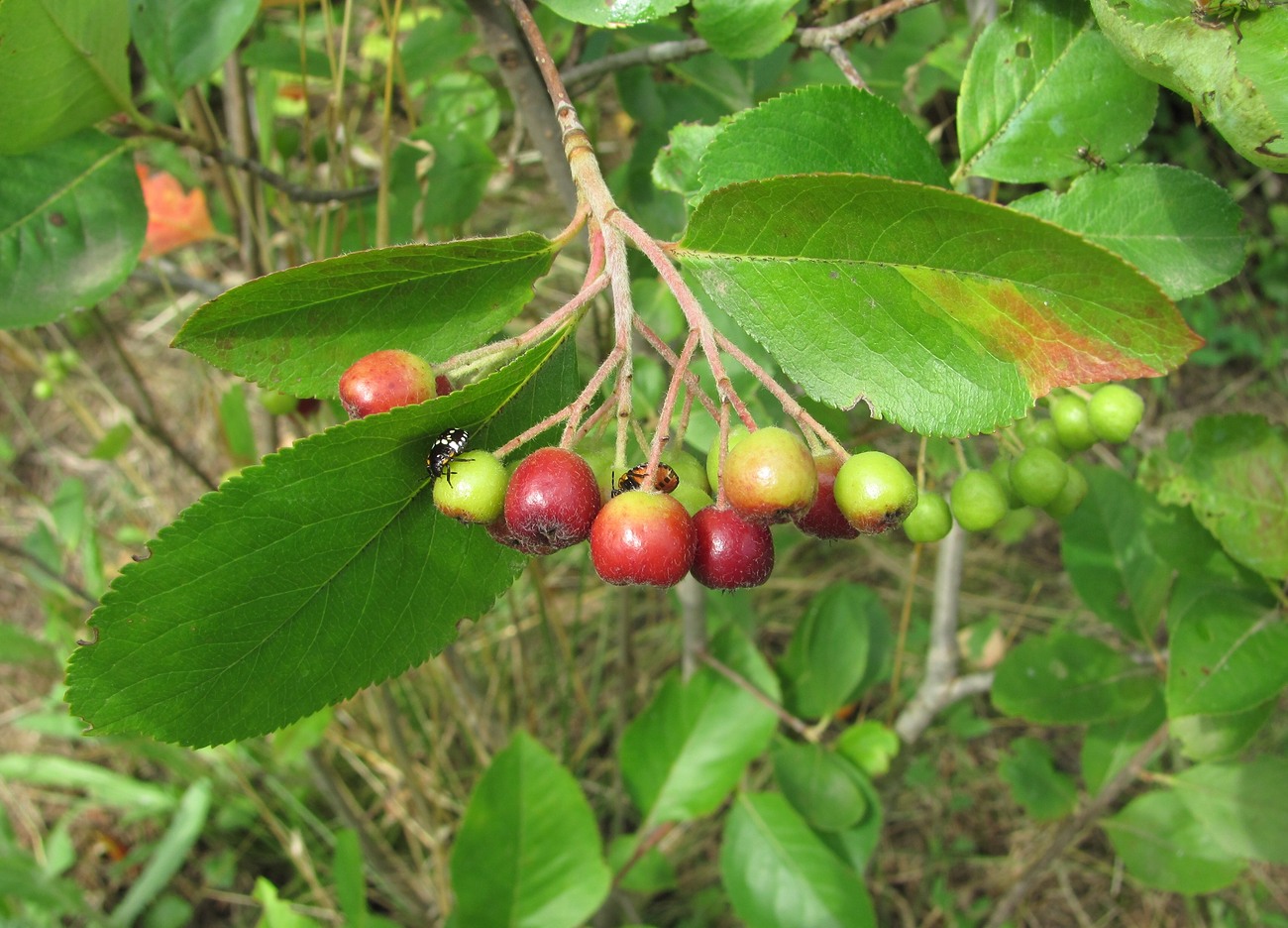 Изображение особи &times; Sorbaronia mitschurinii.