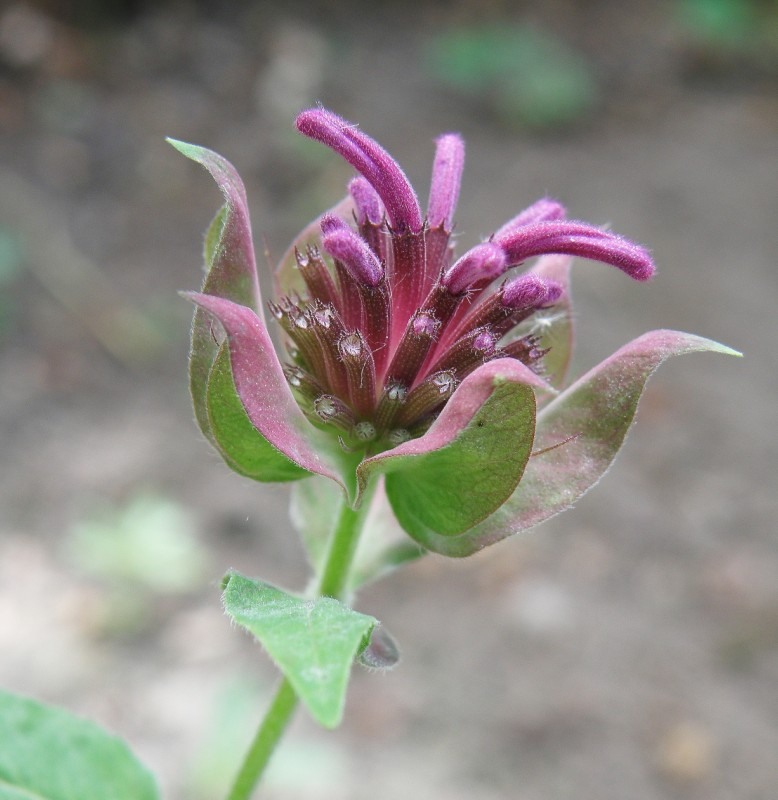 Image of Monarda fistulosa specimen.