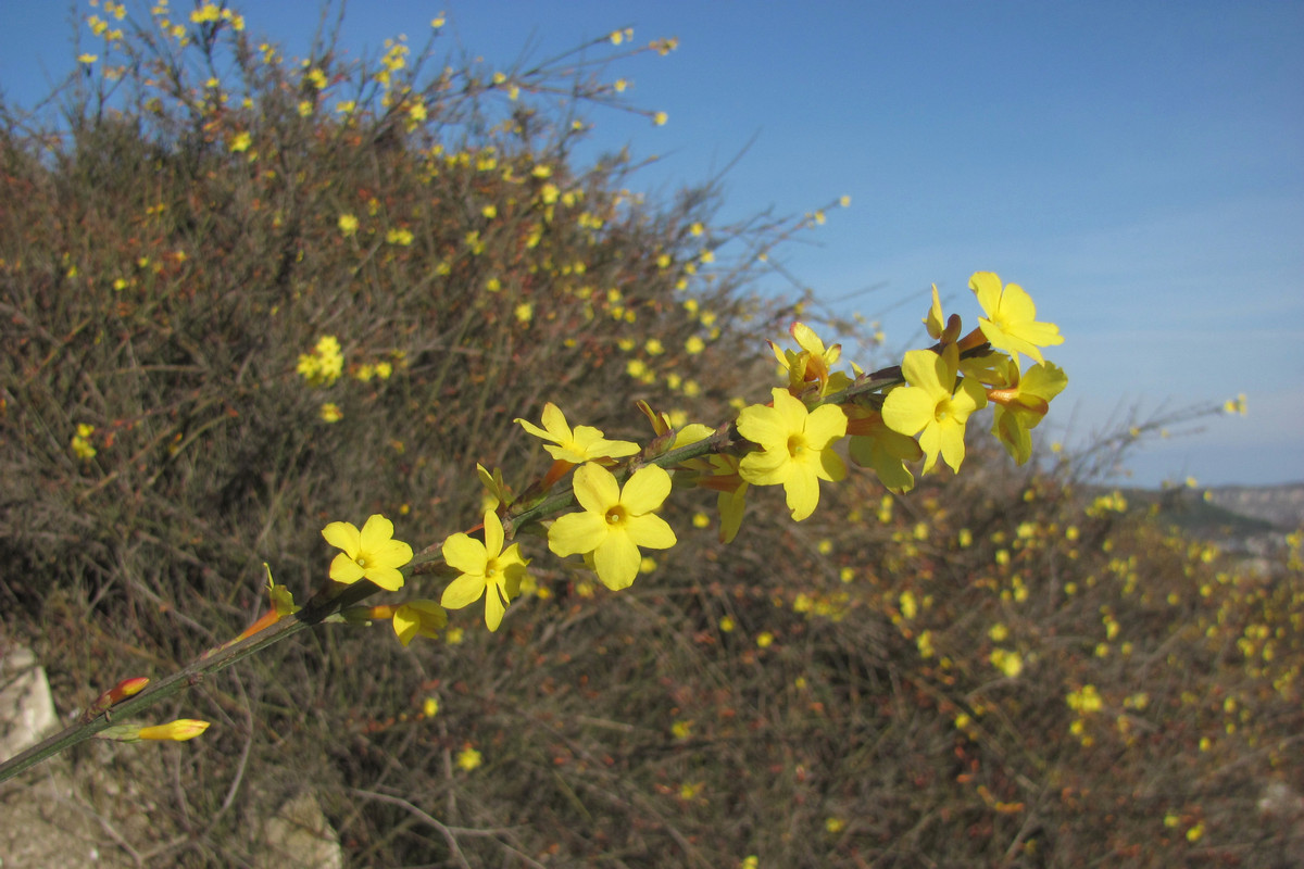 Image of Jasminum nudiflorum specimen.