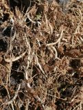 Phaseolus vulgaris. Сухие побеги с созревшими плодами. Казахстан, Восточно-Казахстанская обл., Уланский р-н, с. Украинка, дачный участок. 10.09.2010.
