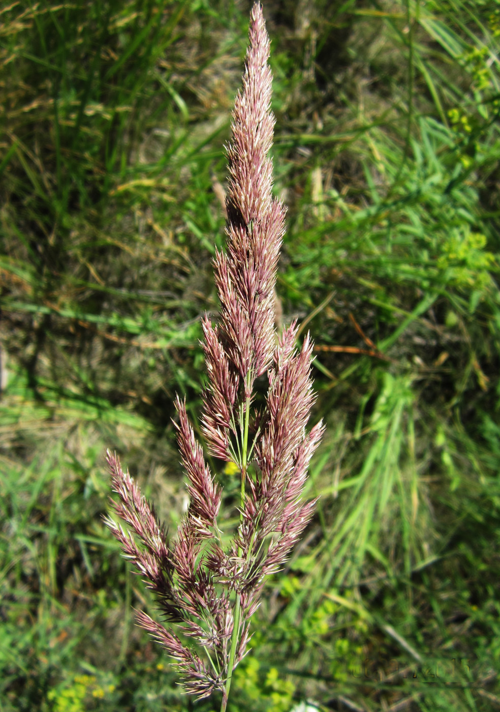 Image of Calamagrostis epigeios specimen.
