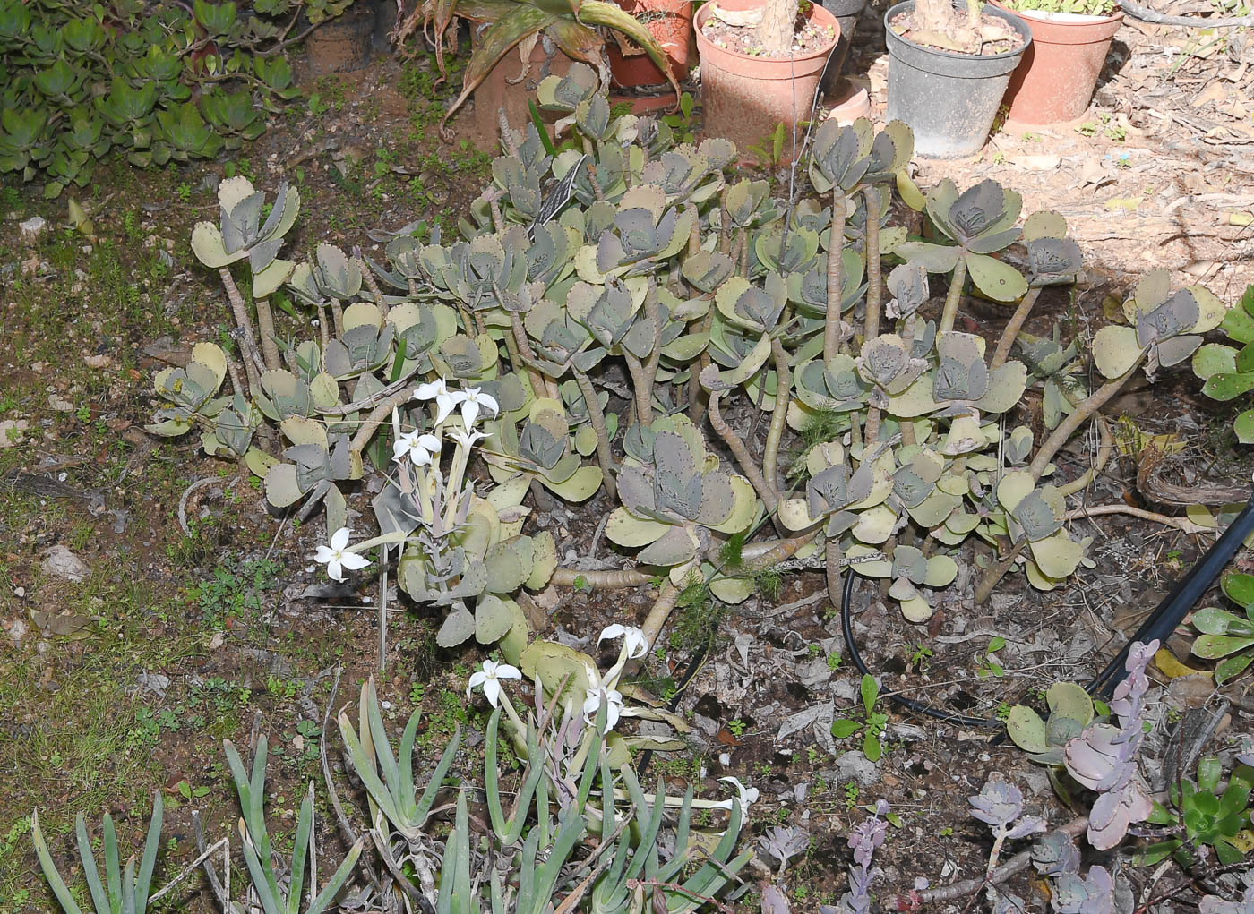 Image of Kalanchoe marmorata specimen.