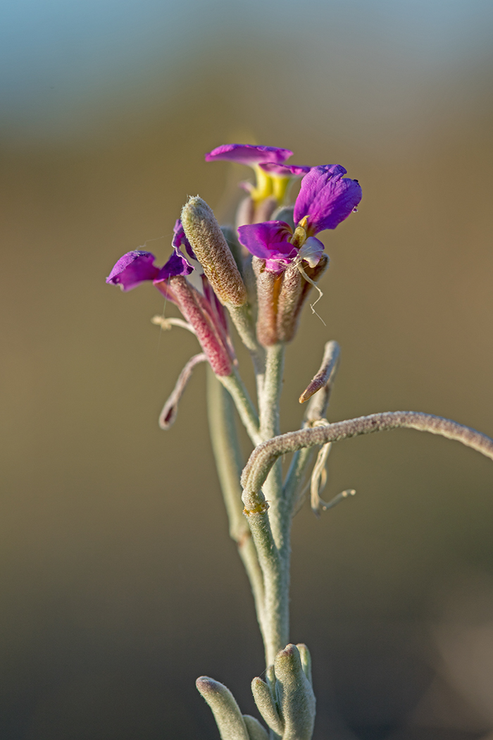 Изображение особи Malcolmia littorea.