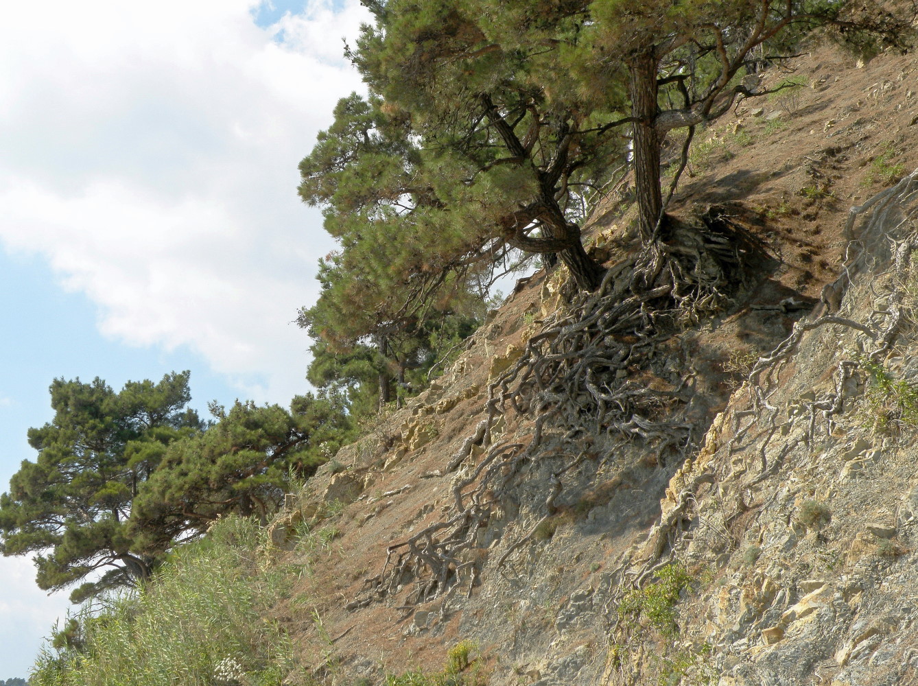 Image of Pinus pityusa specimen.