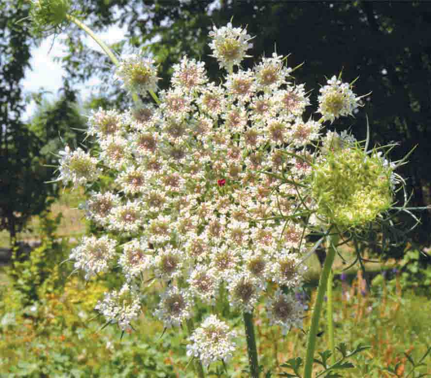 Изображение особи Daucus carota.