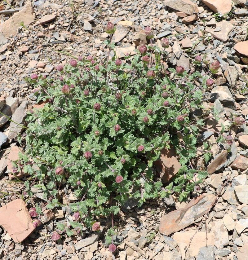 Image of genus Scutellaria specimen.