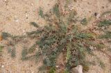 Astragalus tribuloides
