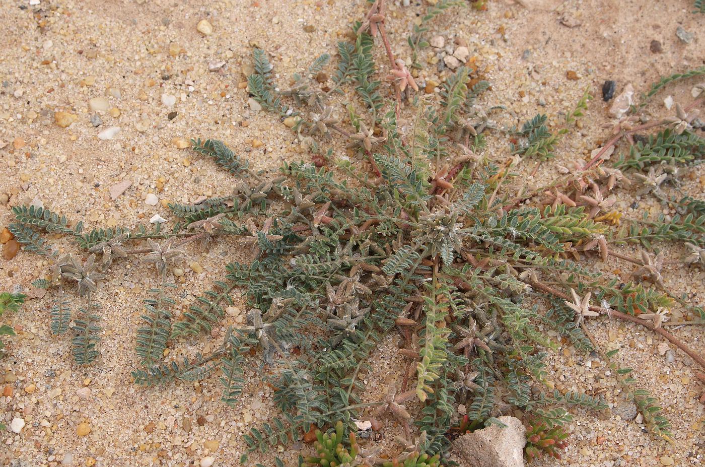 Image of Astragalus tribuloides specimen.