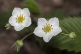 Fragaria viridis. Цветки и бутоны. Саратов, Кумысная поляна, широколиственный лес (дуб, клён), небольшая поляна. 22.05.2019.