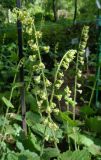 Tellima grandiflora