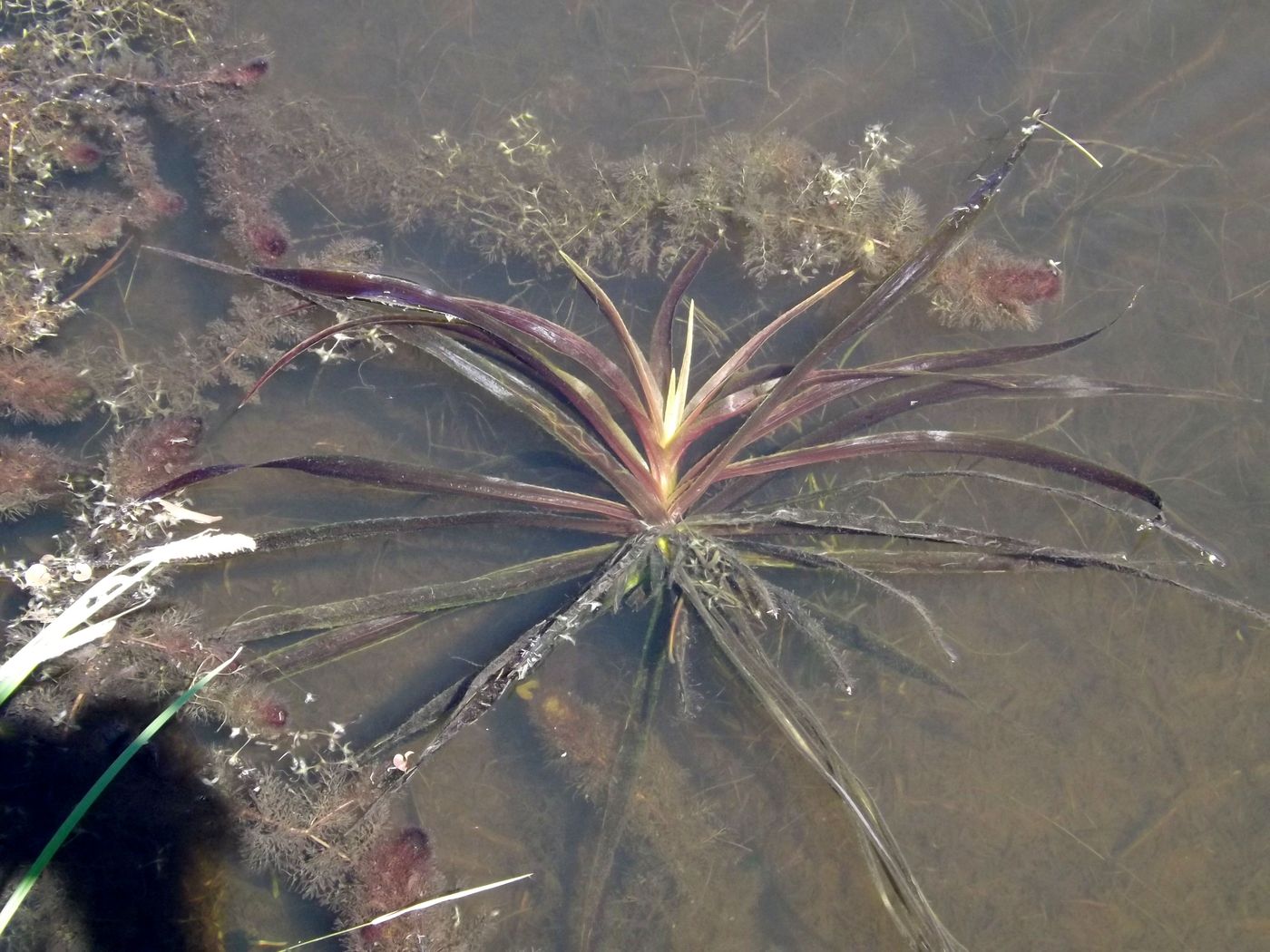 Image of Stratiotes aloides specimen.