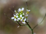 Arabidopsis thaliana. Соцветие. Ленинградская обл., Кингисеппский р-н, Кургальский п-ов, берег оз. Белое, подверженная рекреационной нагрузке поляна в сосновом лесу. 18.05.2019.