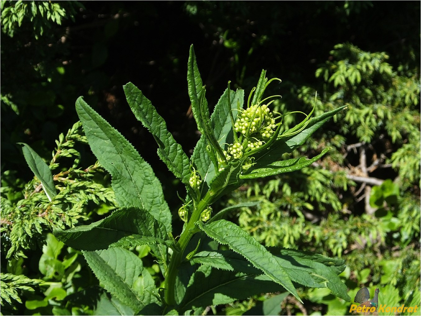 Изображение особи Senecio ovatus.