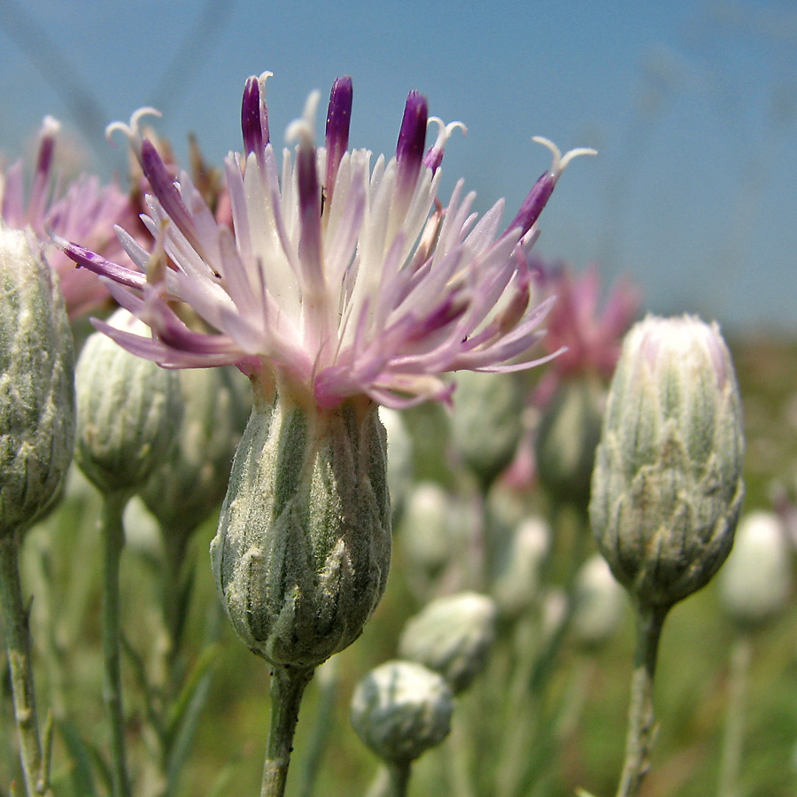Image of Jurinea stoechadifolia specimen.