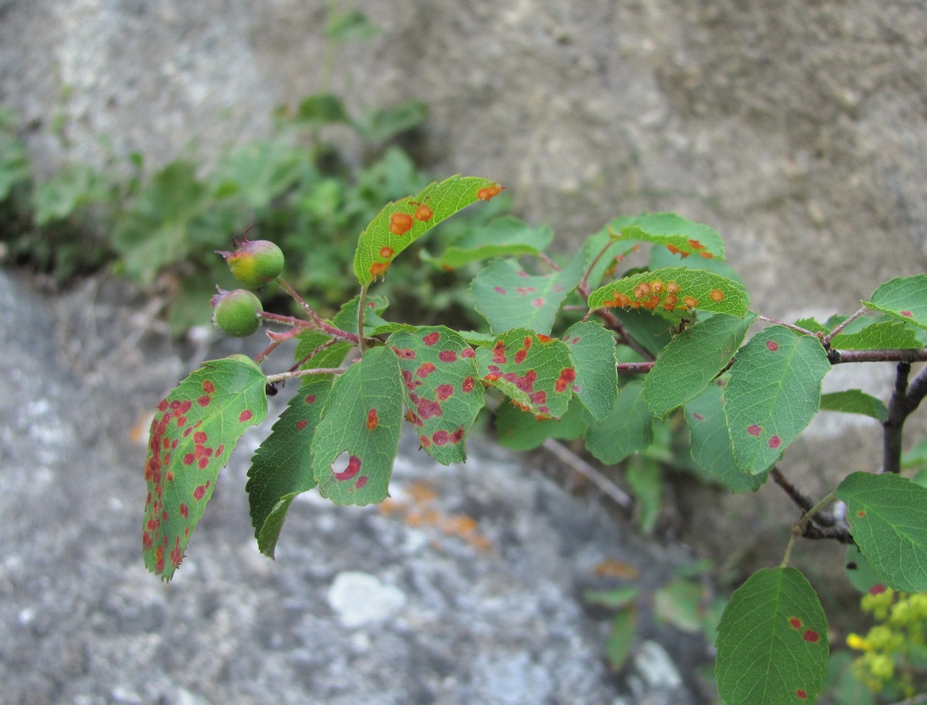 Image of Amelanchier ovalis specimen.