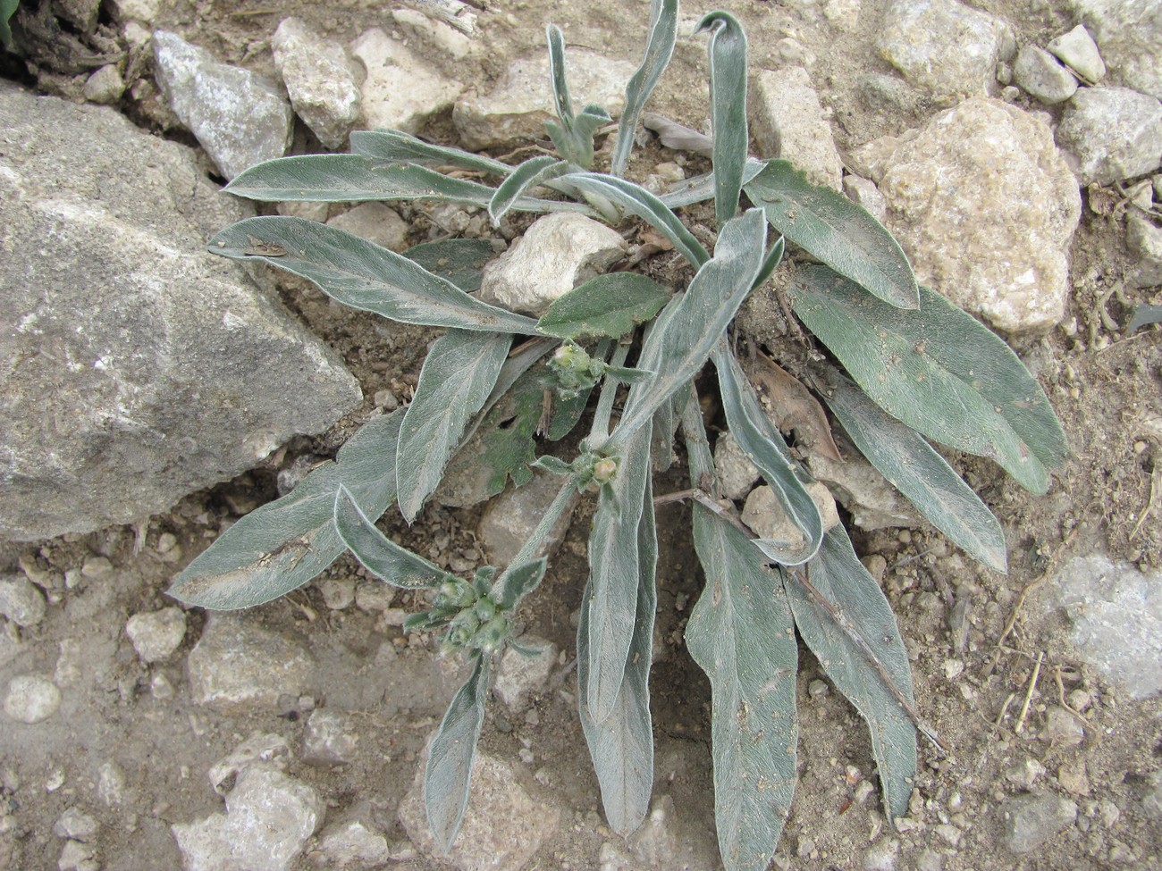 Image of Convolvulus lineatus specimen.