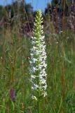 Gymnadenia densiflora