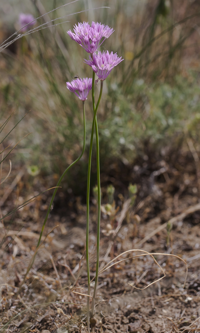 Image of Allium rubellum specimen.