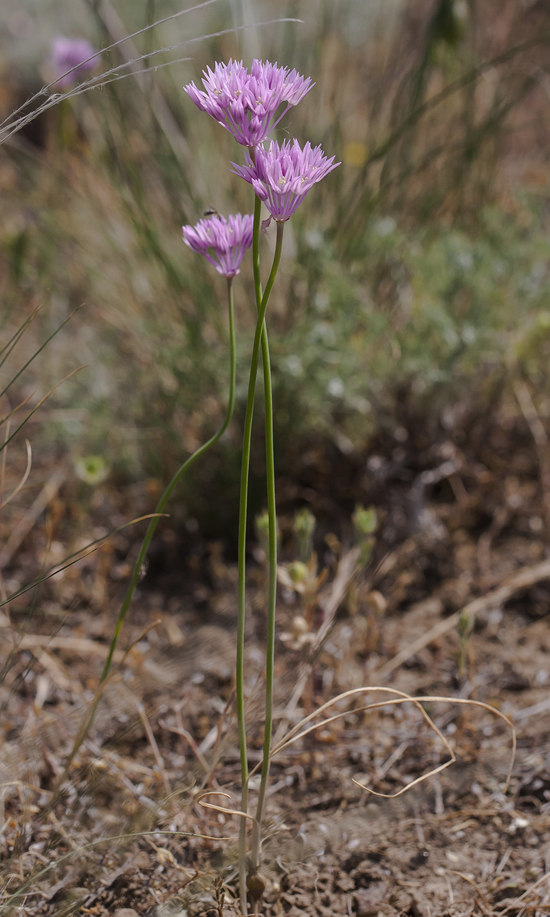 Изображение особи Allium rubellum.