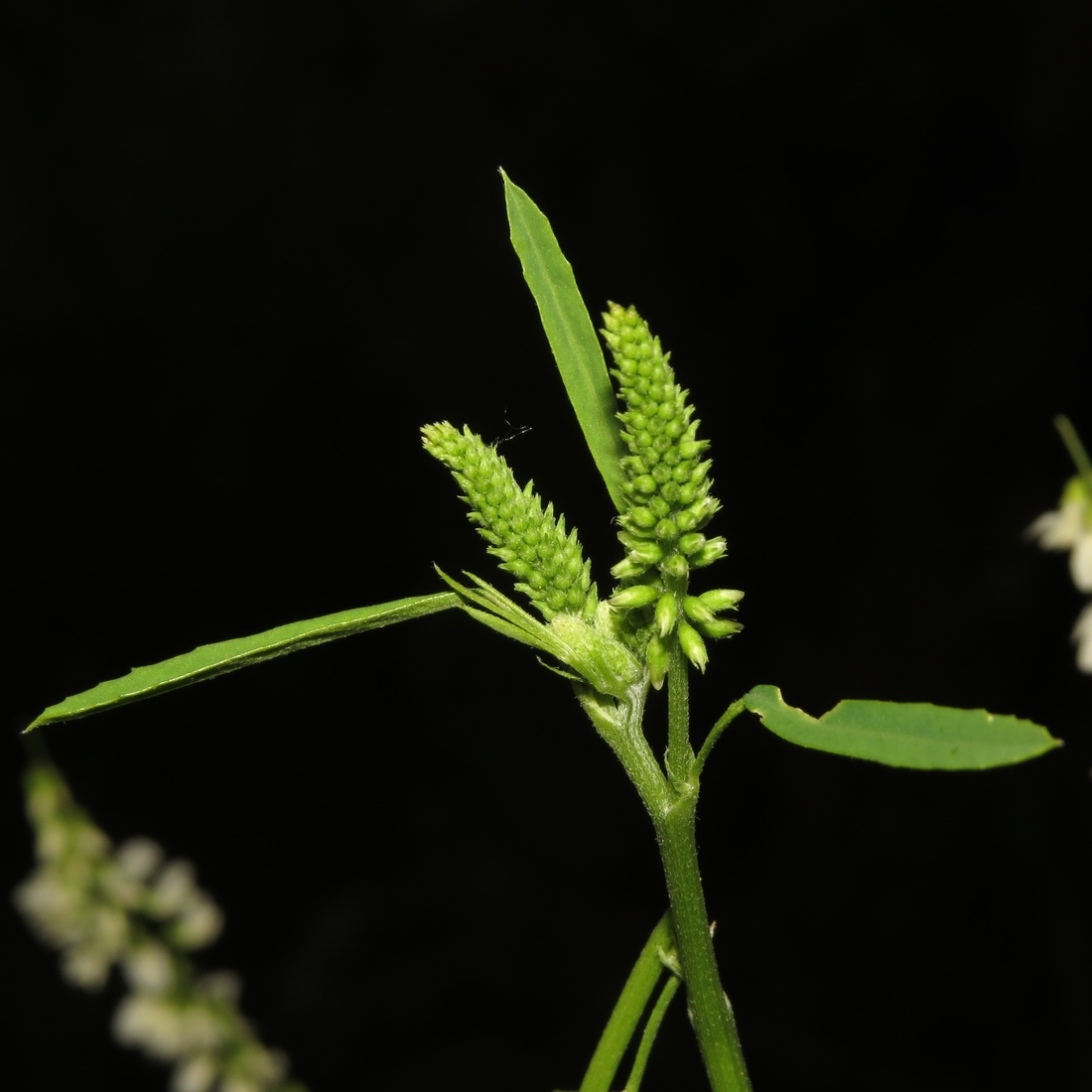 Image of Melilotus albus specimen.