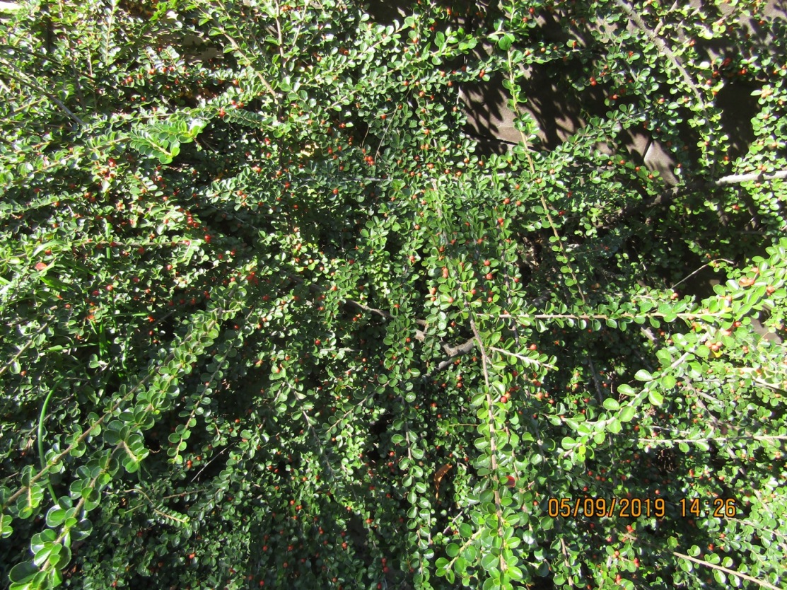 Image of Cotoneaster horizontalis specimen.