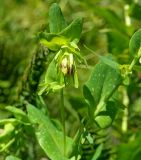 Cerinthe glabra подвид caucasica. Верхушка побега с соцветием. Карачаево-Черкесия, Карачаевский р-н, окр. пос. Домбай, ущелье р. Аманауз, луг на каменистом склоне. 28.08.2019.