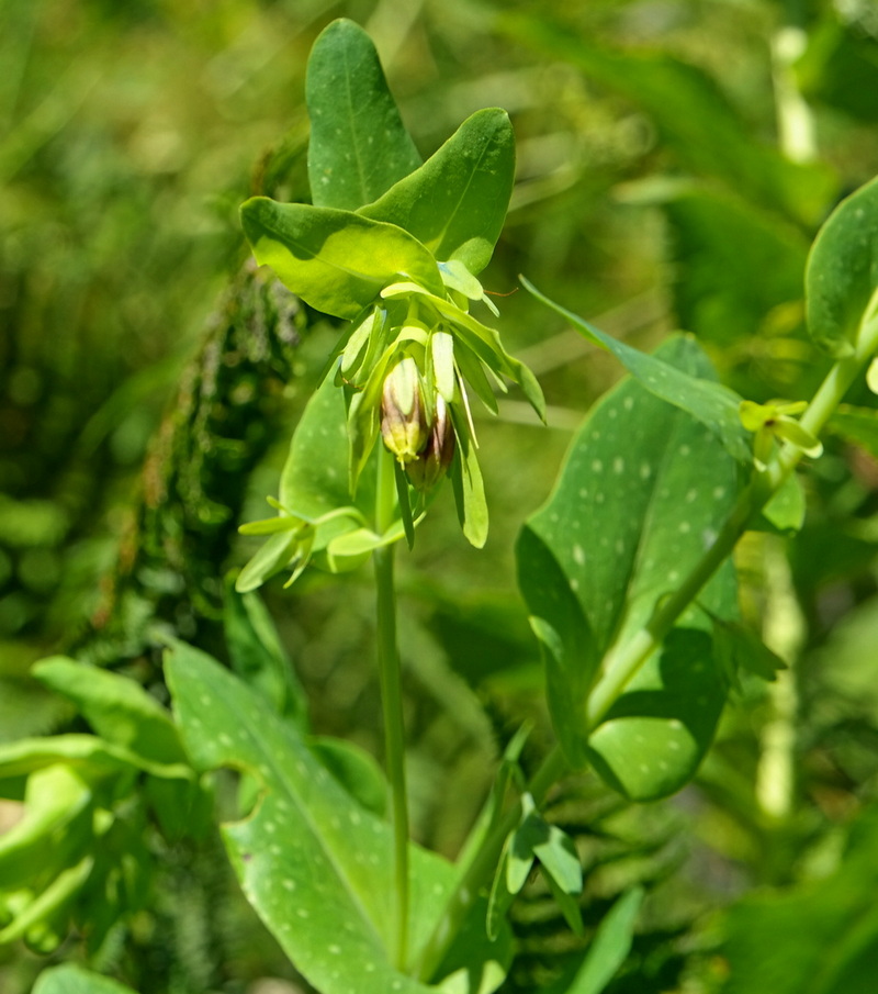 Изображение особи Cerinthe glabra ssp. caucasica.