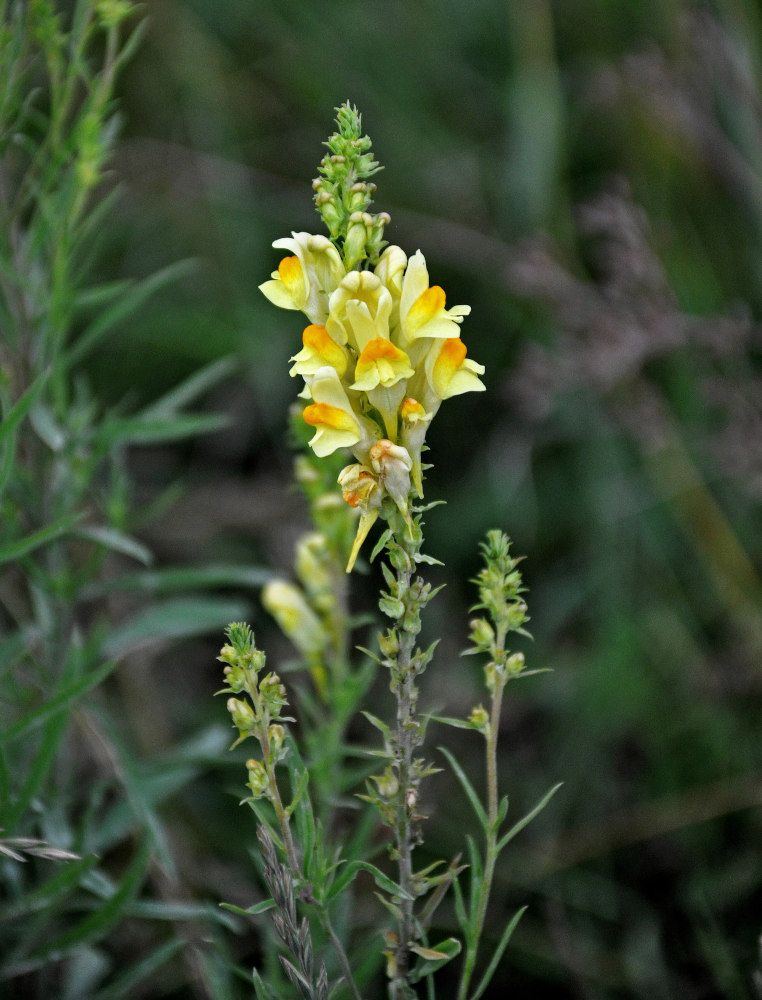 Изображение особи Linaria vulgaris.