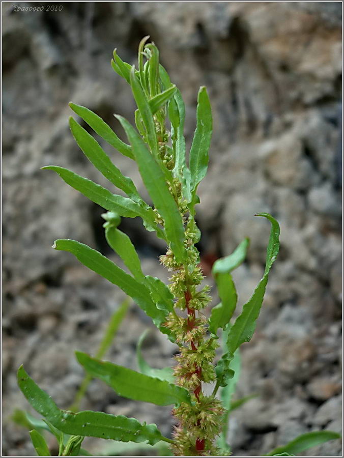 Изображение особи Rumex ucranicus.