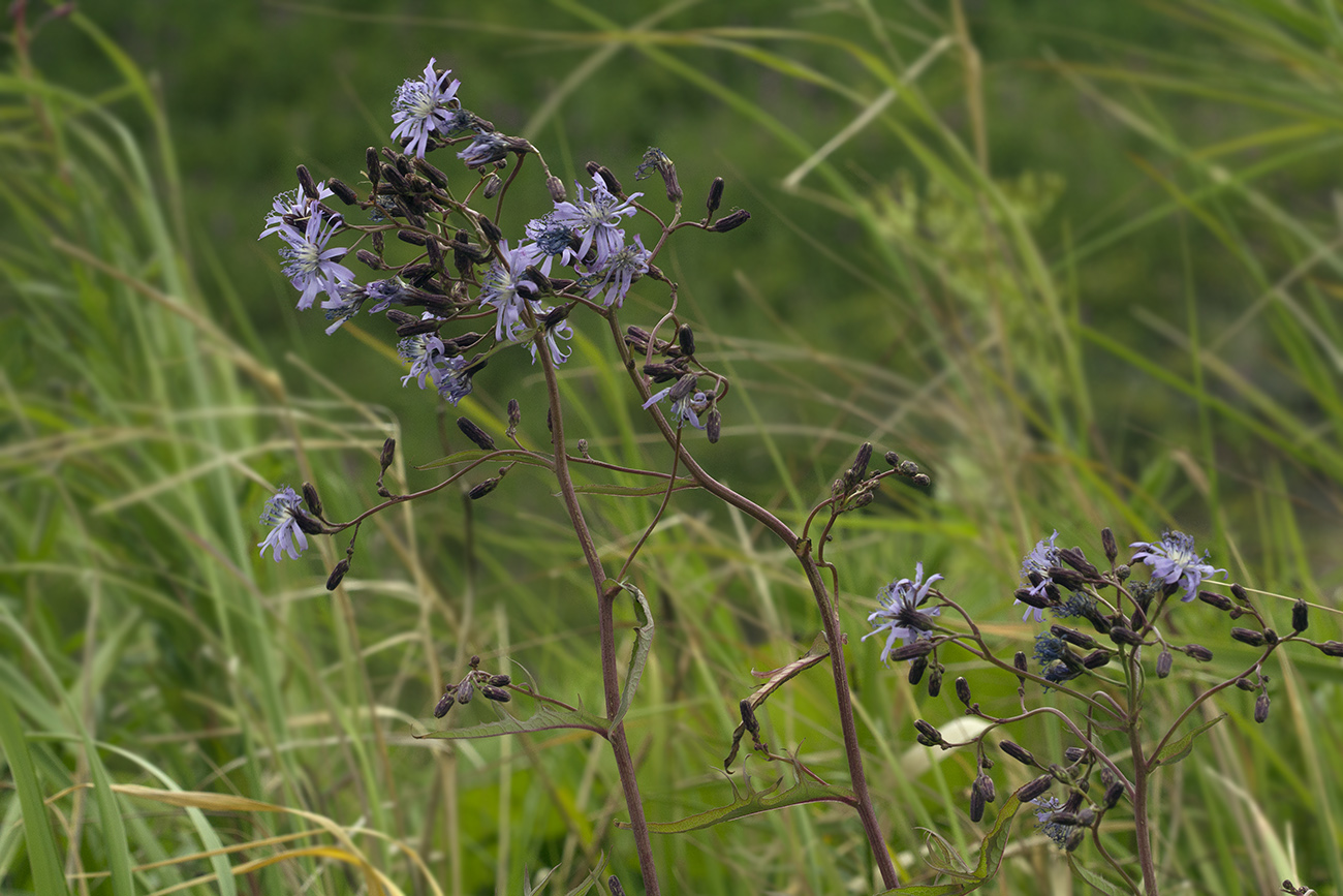 Изображение особи Lactuca sibirica.