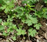 Ranunculus propinquus