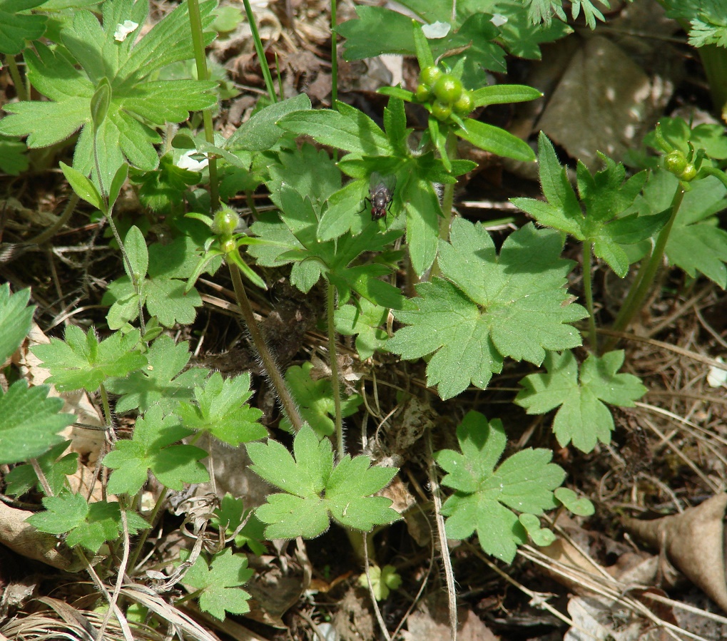 Изображение особи Ranunculus propinquus.