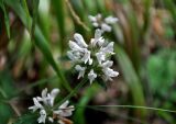 Betonica scardica