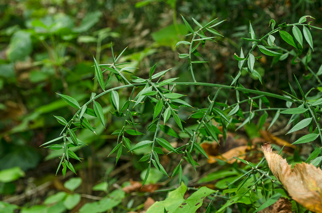 Изображение особи Ruscus aculeatus.