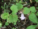 Glechoma longituba