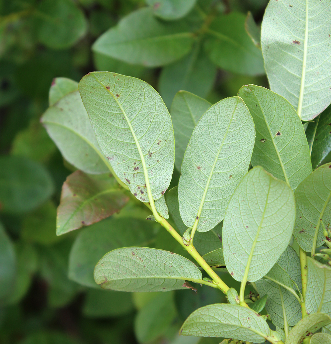 Image of Salix hastata specimen.