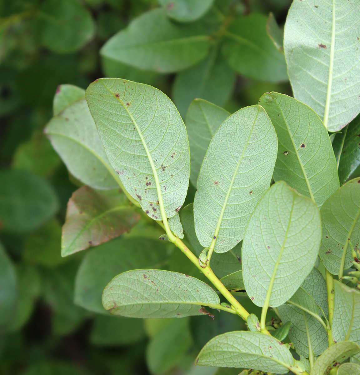 Изображение особи Salix hastata.