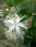 Dianthus pseudosquarrosus