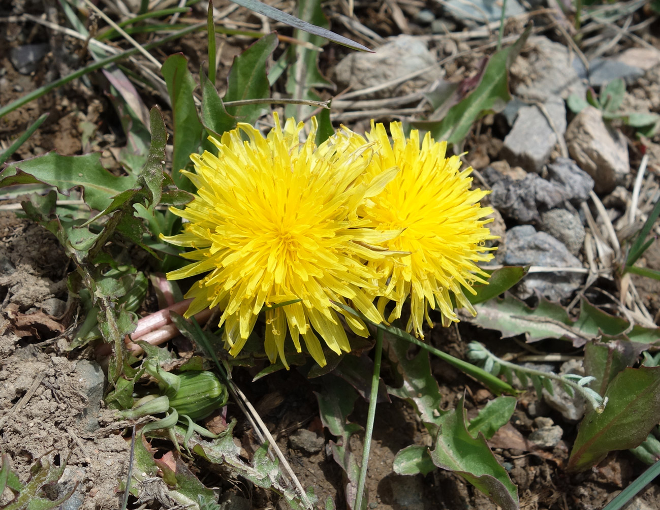 Изображение особи Taraxacum maracandicum.