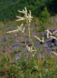 Aconogonon alpinum. Верхушка побега с соцветием. Алтай, Онгудайский р-н, низовья р. Урсул, ≈ 600 м н.у.м., каменистый склон. 10.06.2019.