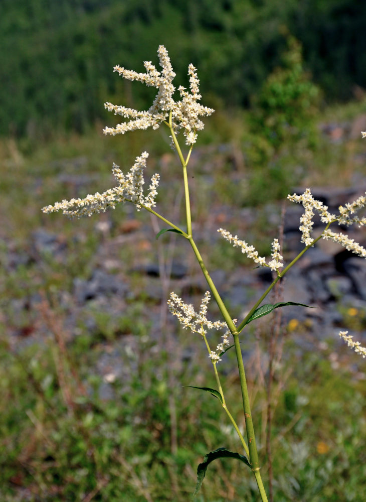 Изображение особи Aconogonon alpinum.